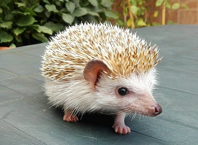 African Pygmy Hedgehog