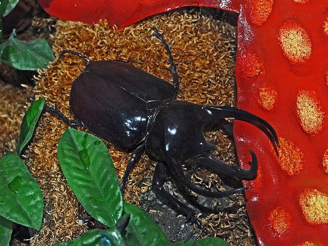 Caucasus Beetle