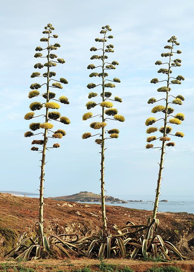 Agave Americana
