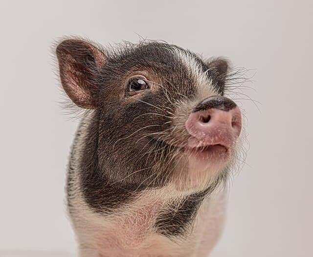 Micro Pig