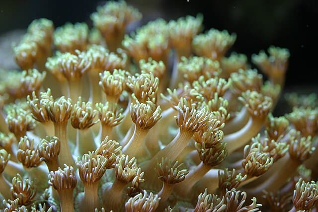 Goniopora (Flowerpot Coral)