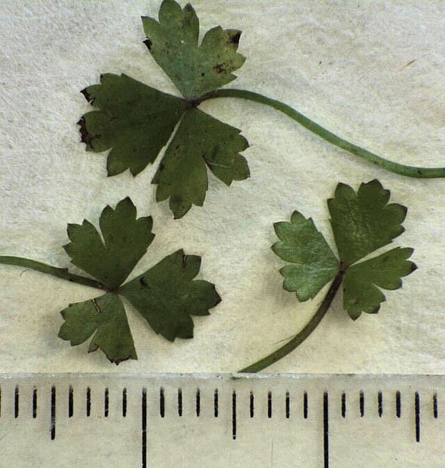 Hydrocotyle Tripartita