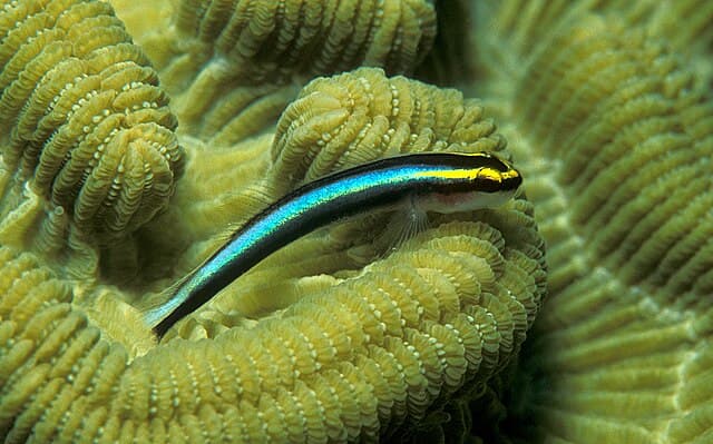Neon Goby