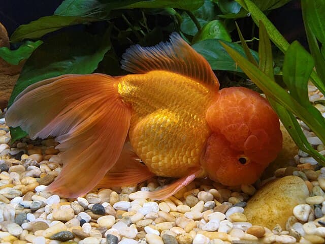 Oranda