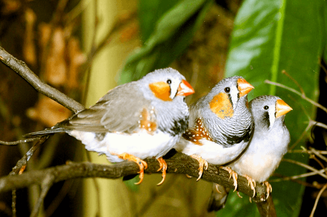 Zebra Finch