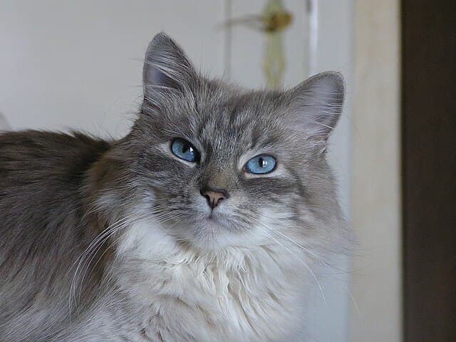 Siberian