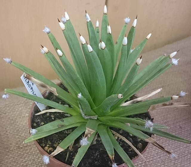Agave Albopilosa