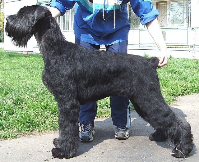 Giant Schnauzer