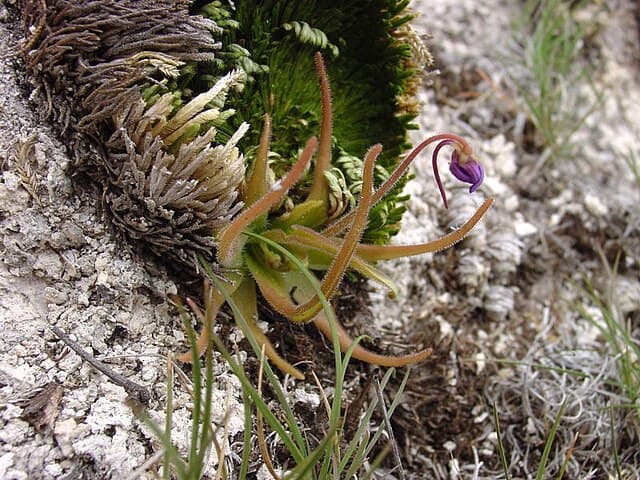Pinguicula Gypsicola