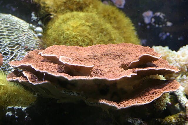 Montipora Cap
