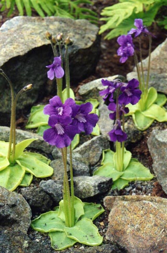 Pinguicula Grandiflora