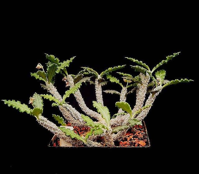 Euphorbia Ambovombensis