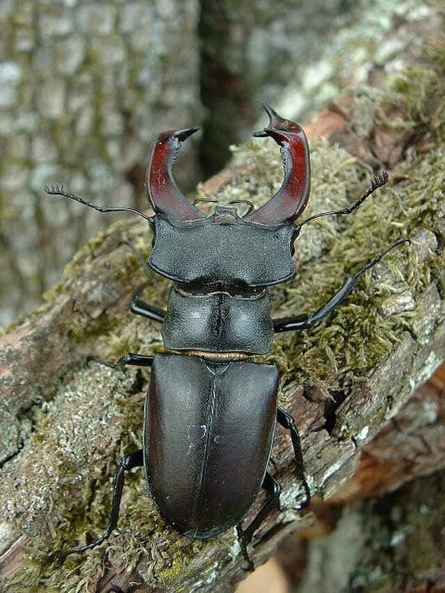 Lucanus Stag Beetle