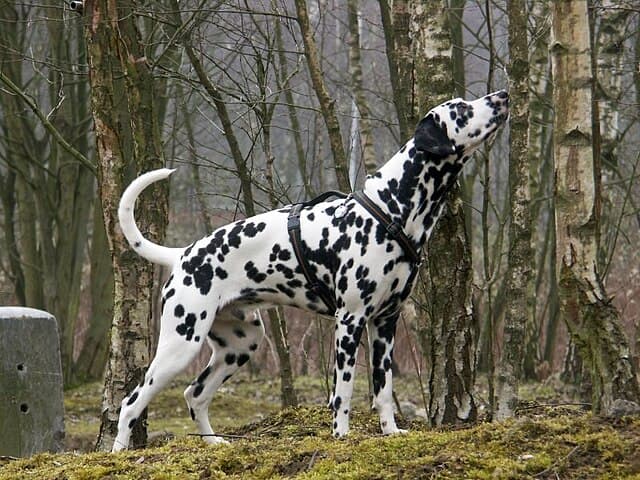 Dalmatian