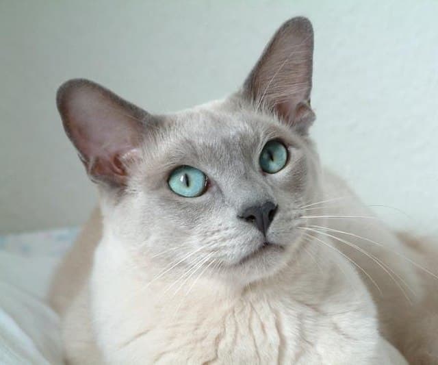 Tonkinese
