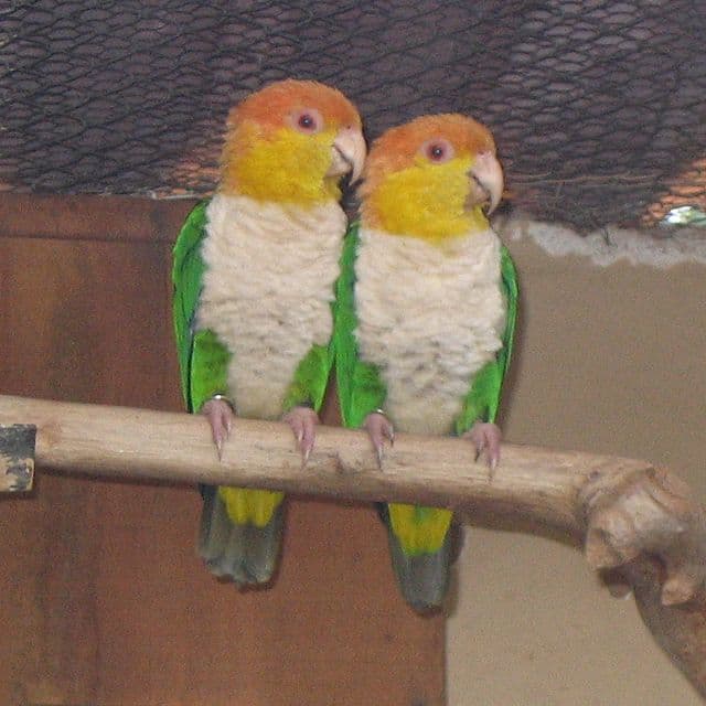White-bellied Caique