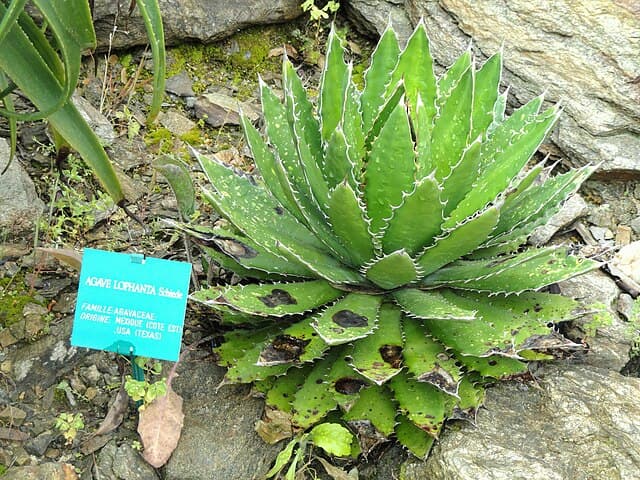 Agave Lophantha