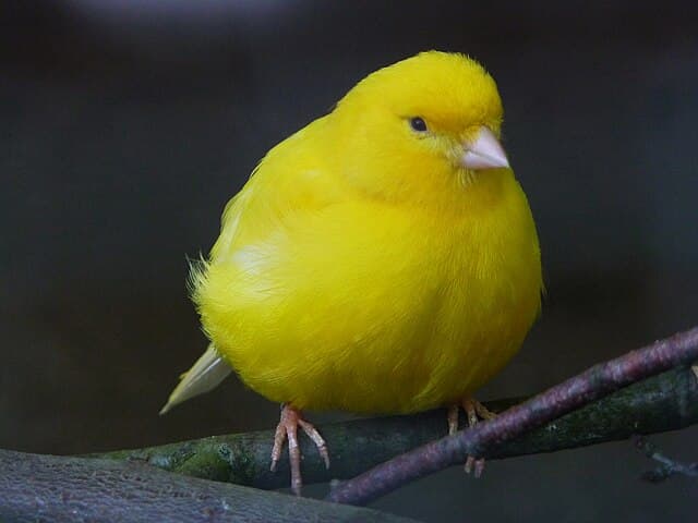 Canary