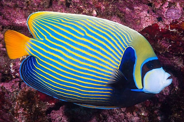 Emperor Angelfish