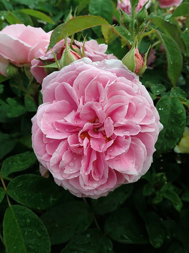 Gertrude Jekyll