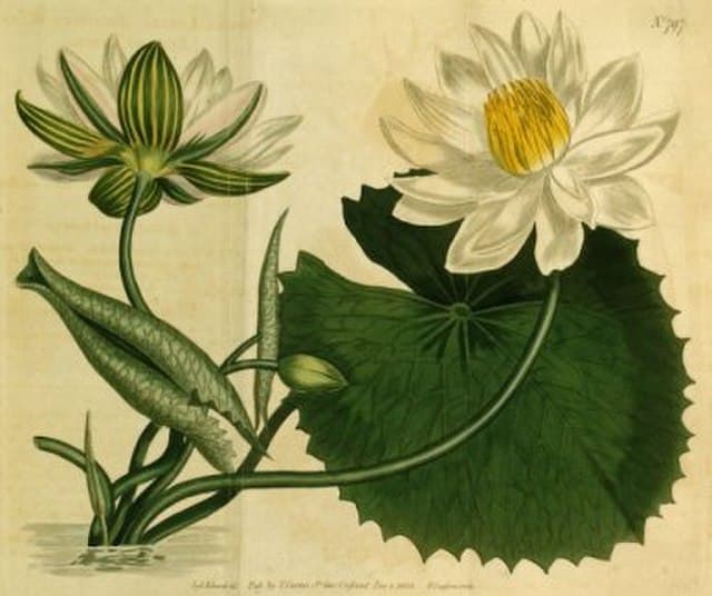 Tiger Lotus