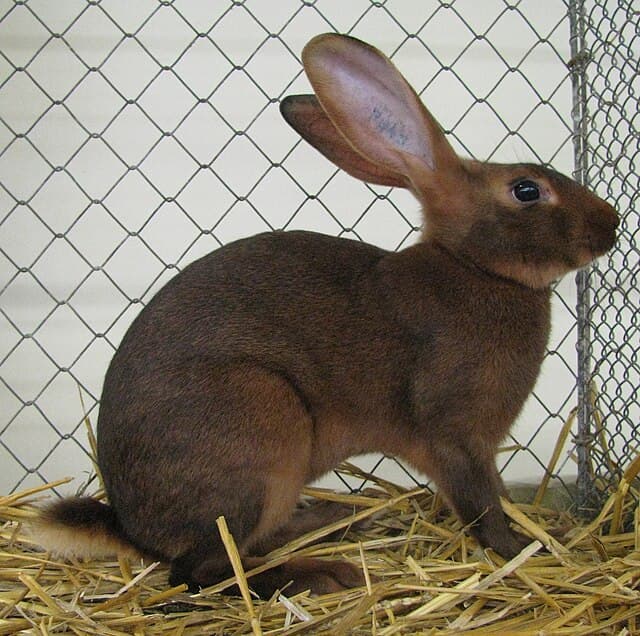Belgian Hare