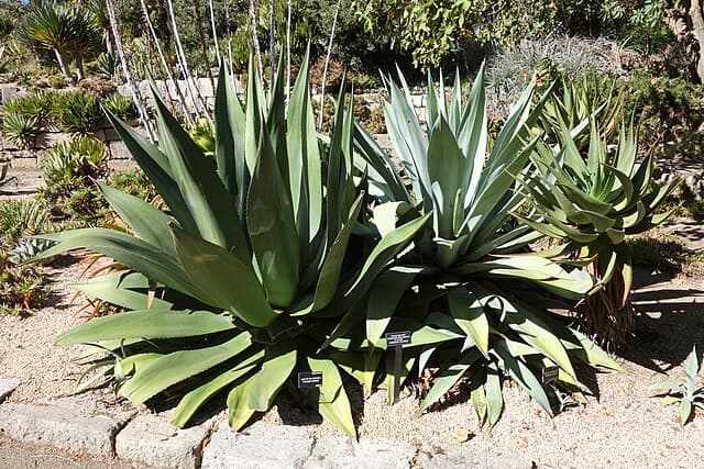 Giant Agave