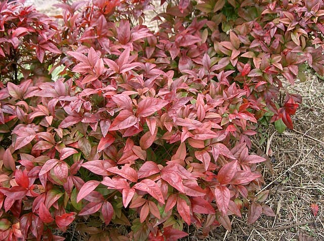 Nandina
