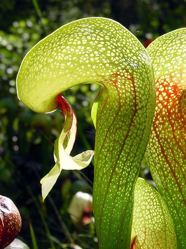 Darlingtonia Californica