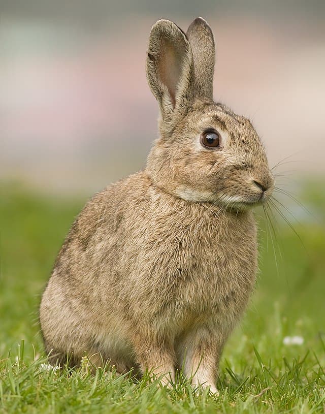 Netherland Dwarf Rabbit