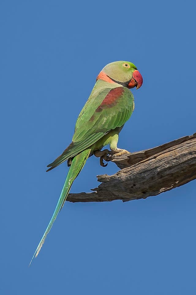 Alexandrine Parakeet