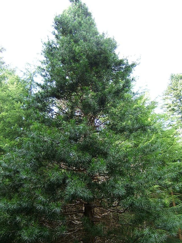 Japanese Umbrella Pine
