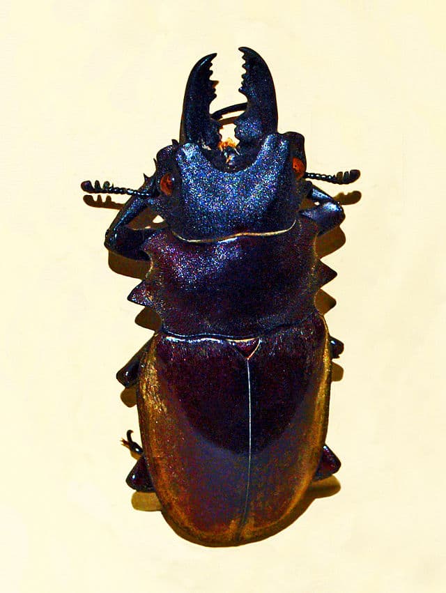 Dalmani Stag Beetle