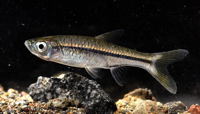 Rasbora