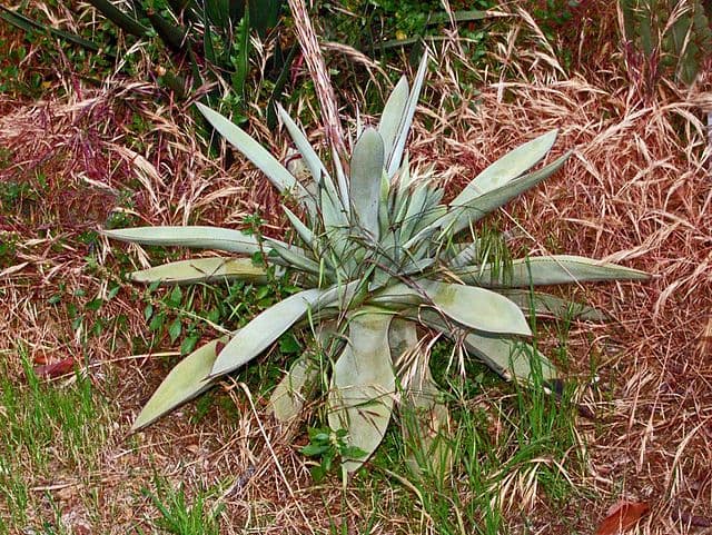 Agave Guiengola