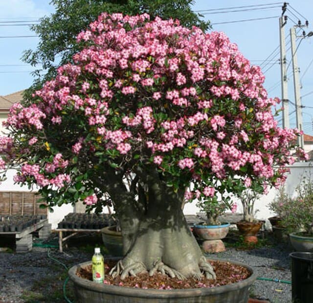 Adenium Arabicum