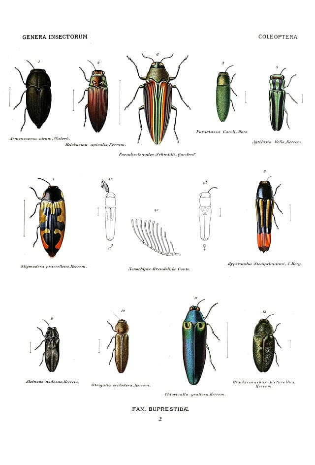 Jewel Beetle