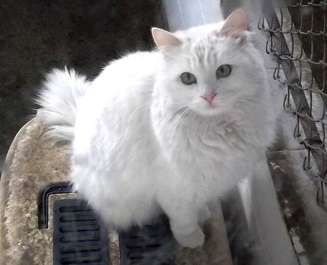 Turkish Angora