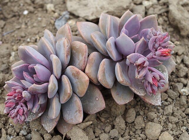 Graptoveria