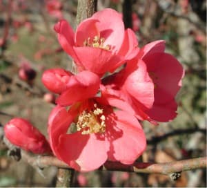 Japanese Quince