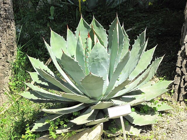 Agave Guadalajarana