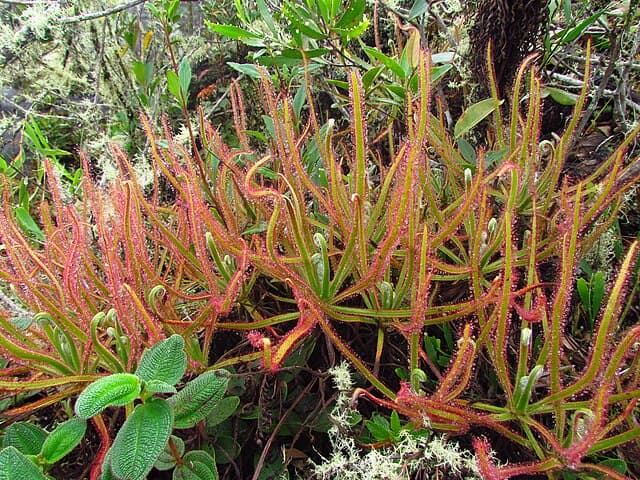 Drosera Magnifica