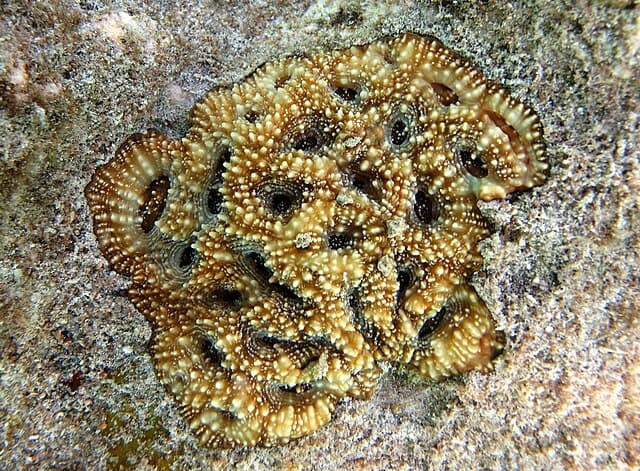 Acanthastrea