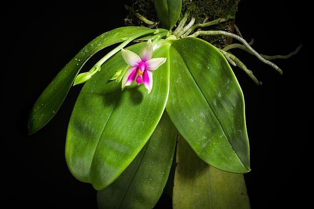 ファレノプシス・ベリーナ