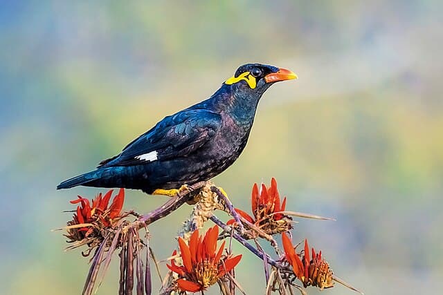 Mynah Bird