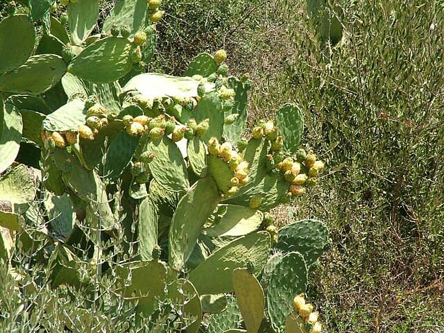 Prickly Pear