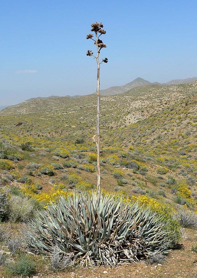 Desert Agave