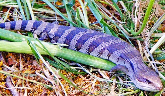 Blue-Tongued Skink