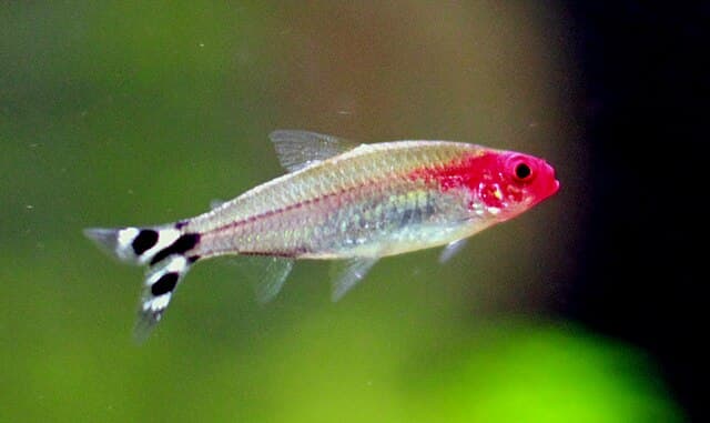 Rummy Nose Tetra