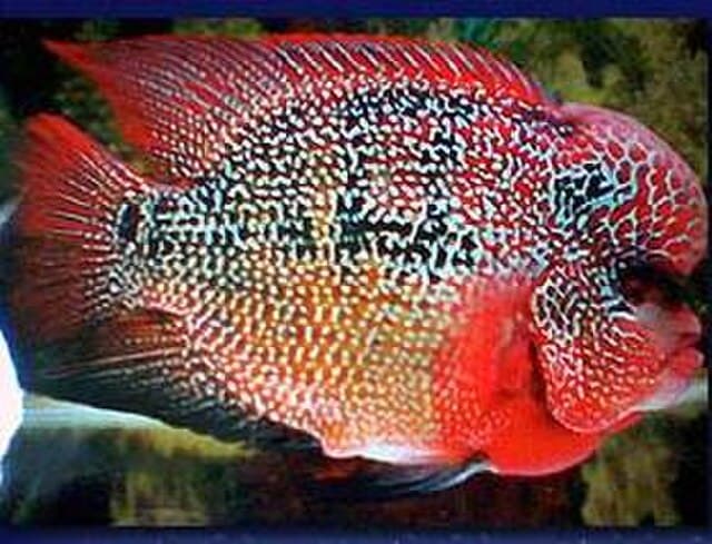 Flowerhorn Cichlid